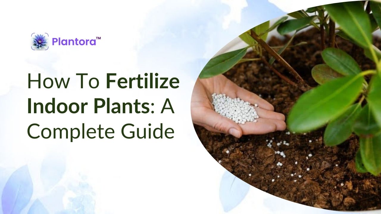 Fertilizing Indoor Plants in Winter? A Simple Guide for feeding.