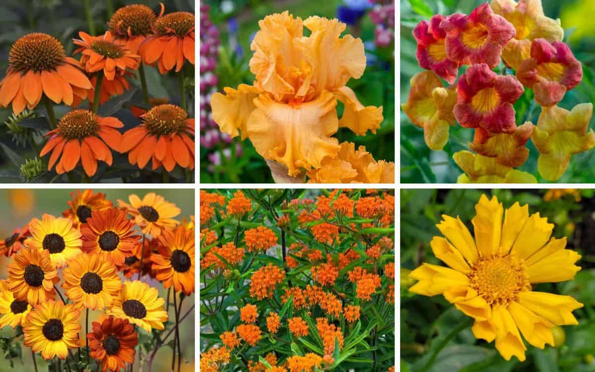 Orange Coloured Plants Flowers: Easy Guide to Grow Vibrant Blooms!