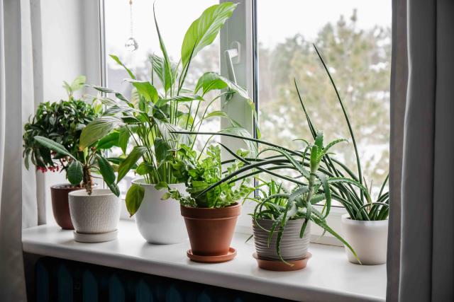 Should You Fertilize Houseplants in Winter? Simple Guide for Beginners!