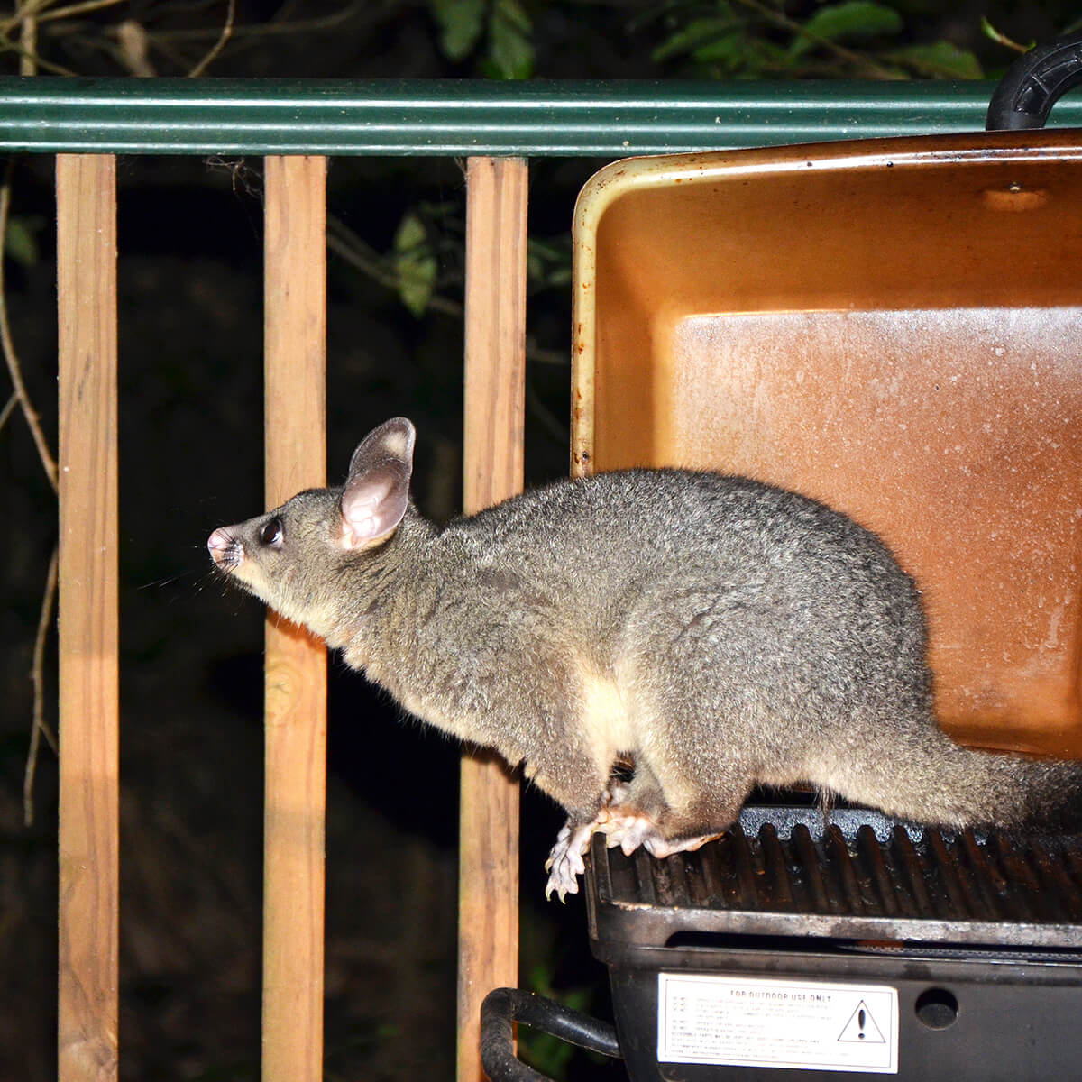 How to Scare Possums Away? Best Ways to Keep Possums Out of Your Yard!