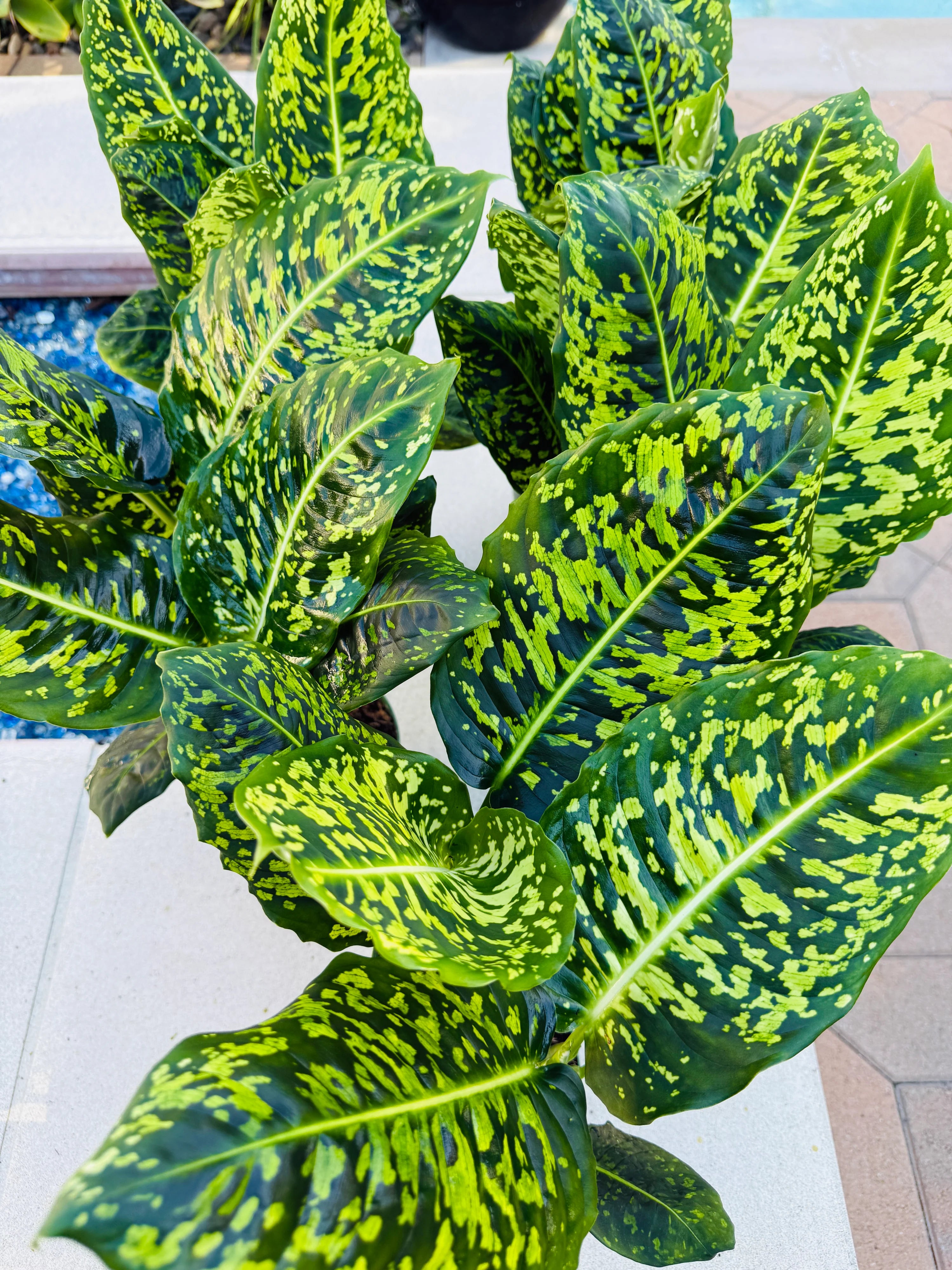 Dieffenbachia Reflector Care Tips: How to Grow This Unique and Beautiful Plant!