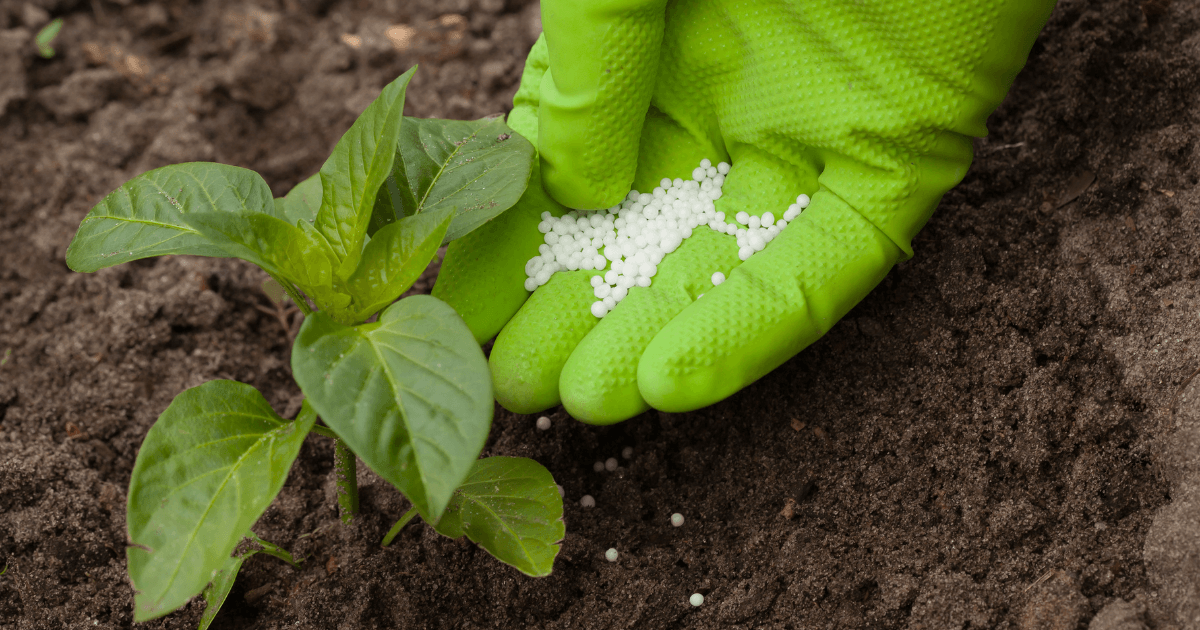Is It Good to Fertilize Before Rain? Should I Fertilize My Lawn Before It Rains?