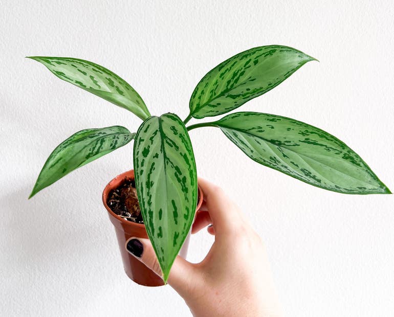 How to Prune Chinese Evergreen? Simple Steps for Beginners!