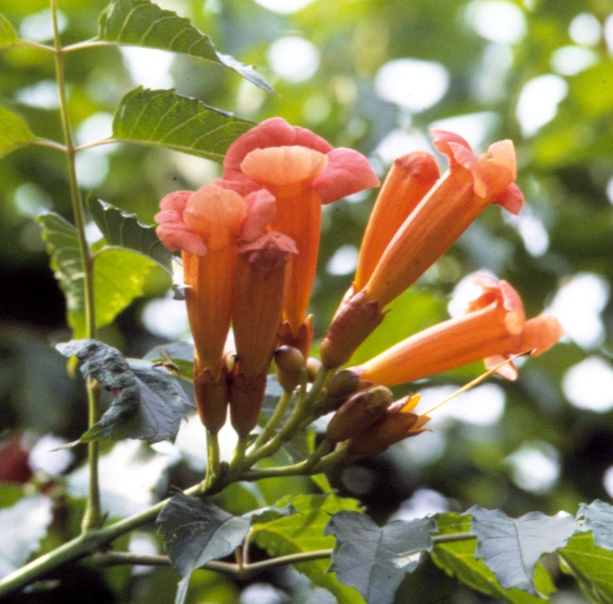 Pruning Trumpet Vine: How to Get More Flowers (Follow These Easy Steps and Enjoy More Blooms)