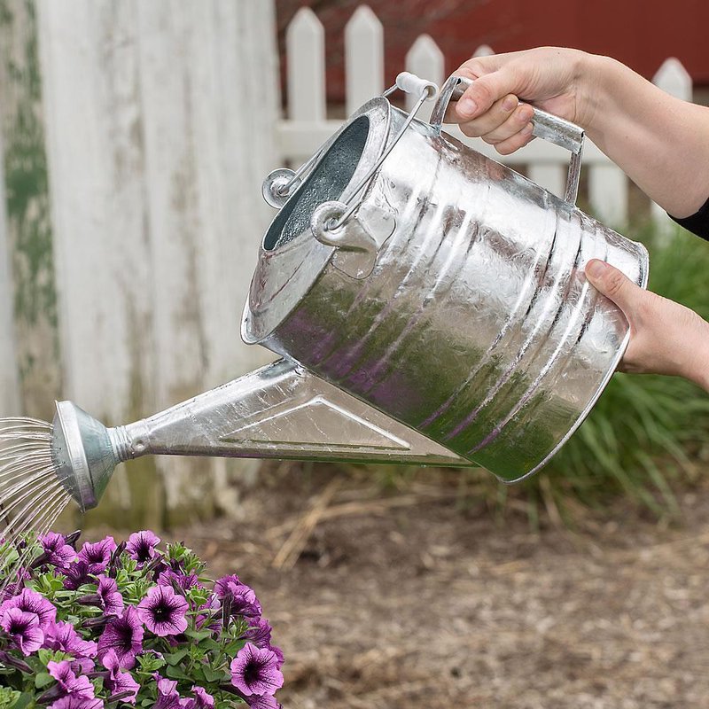 Need a Small Galvanized Watering Can? Check These Options!