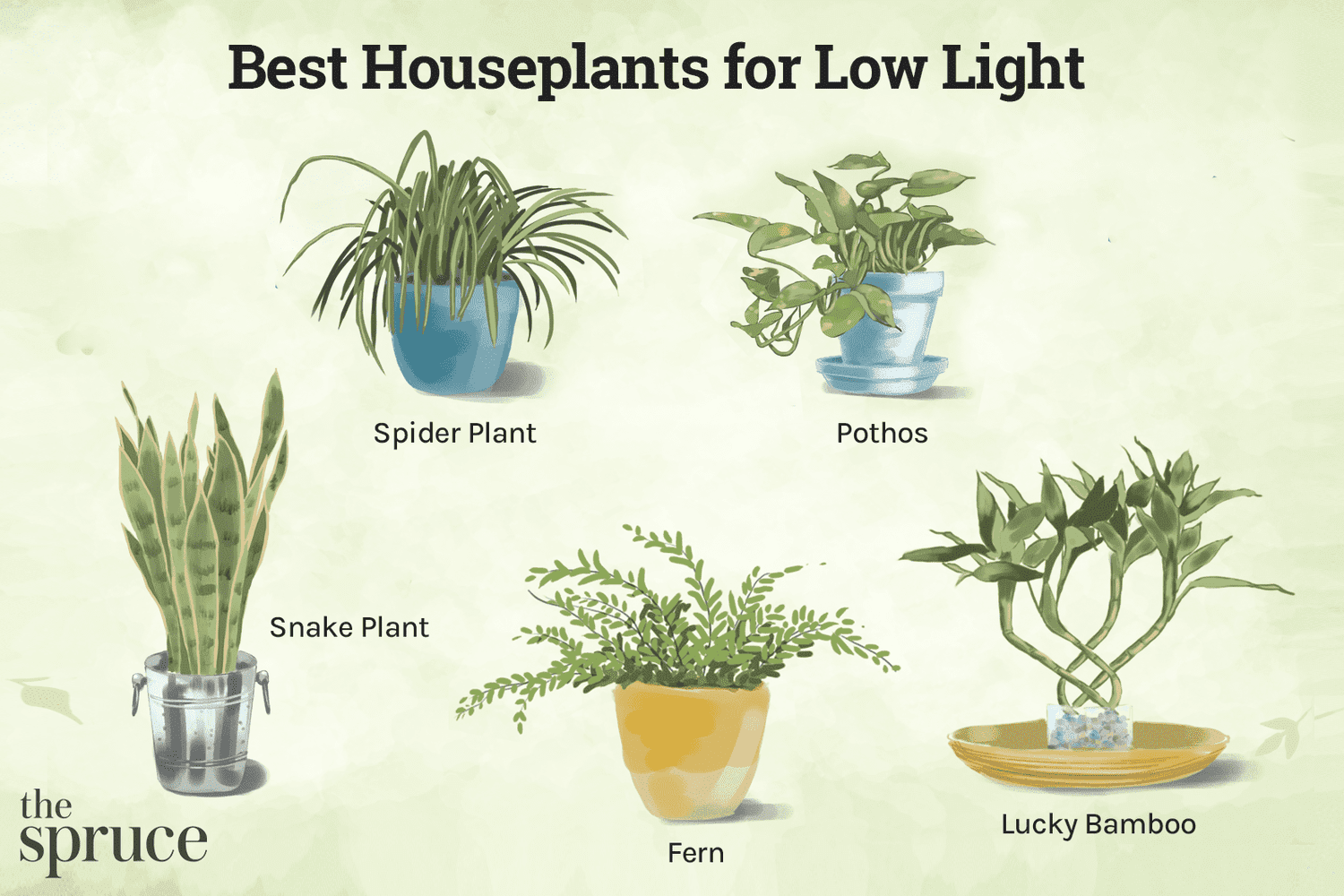 Best light indoor plants: Easy care options for your home!