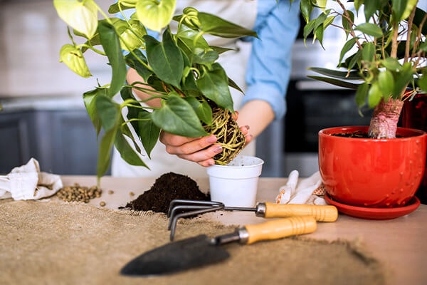 Repotting Plants from Nursery: Simple Guide & Best Tips.