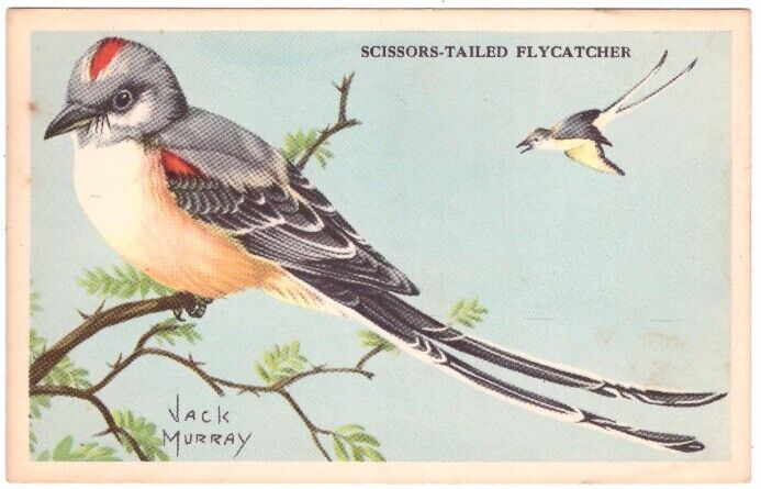 Scissor-Tailed Flycatcher Watercolor by Bill Perry: Where to Buy?