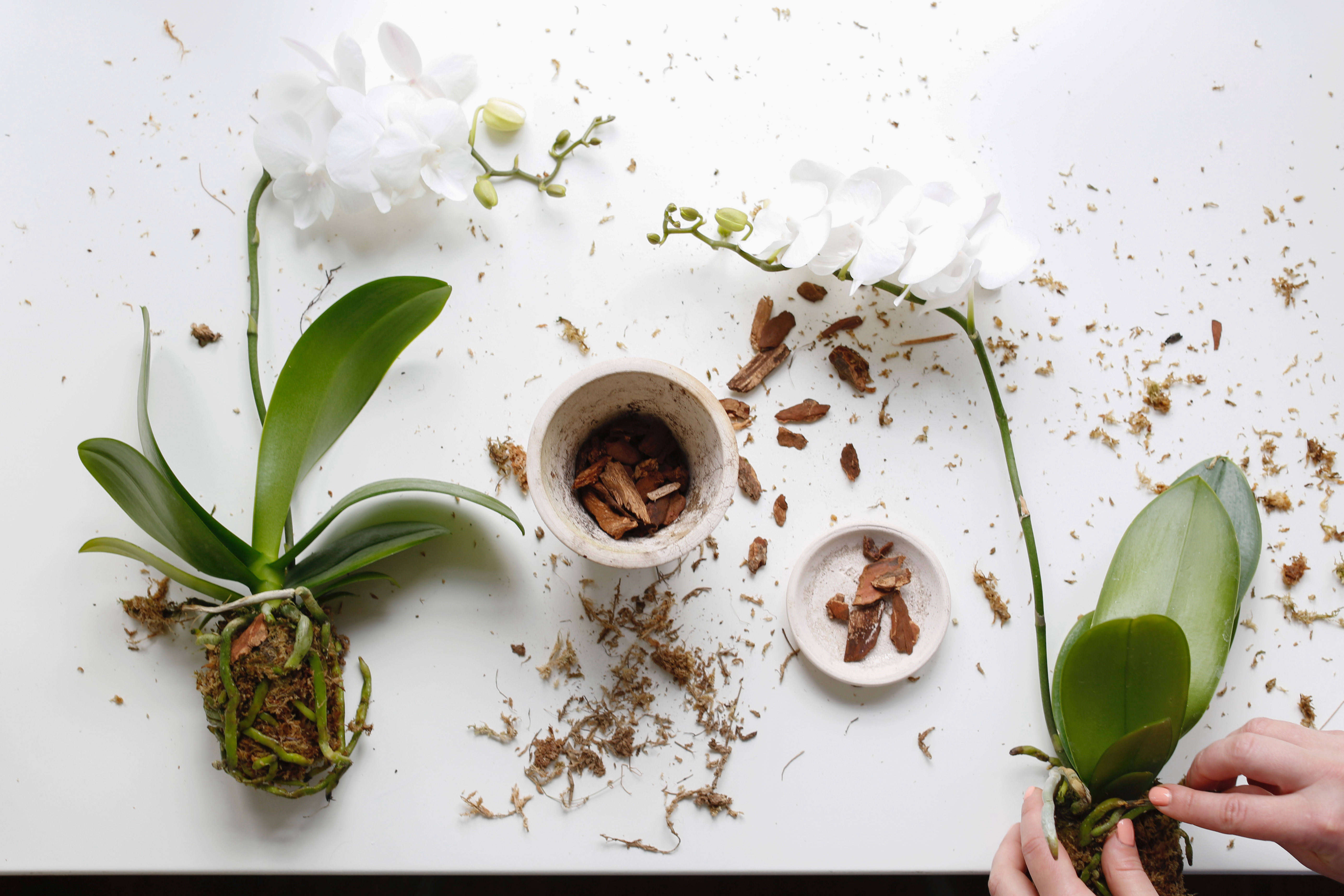 When is the right time to change phalaenopsis orchid soil? Repot like a pro using these simple tips.