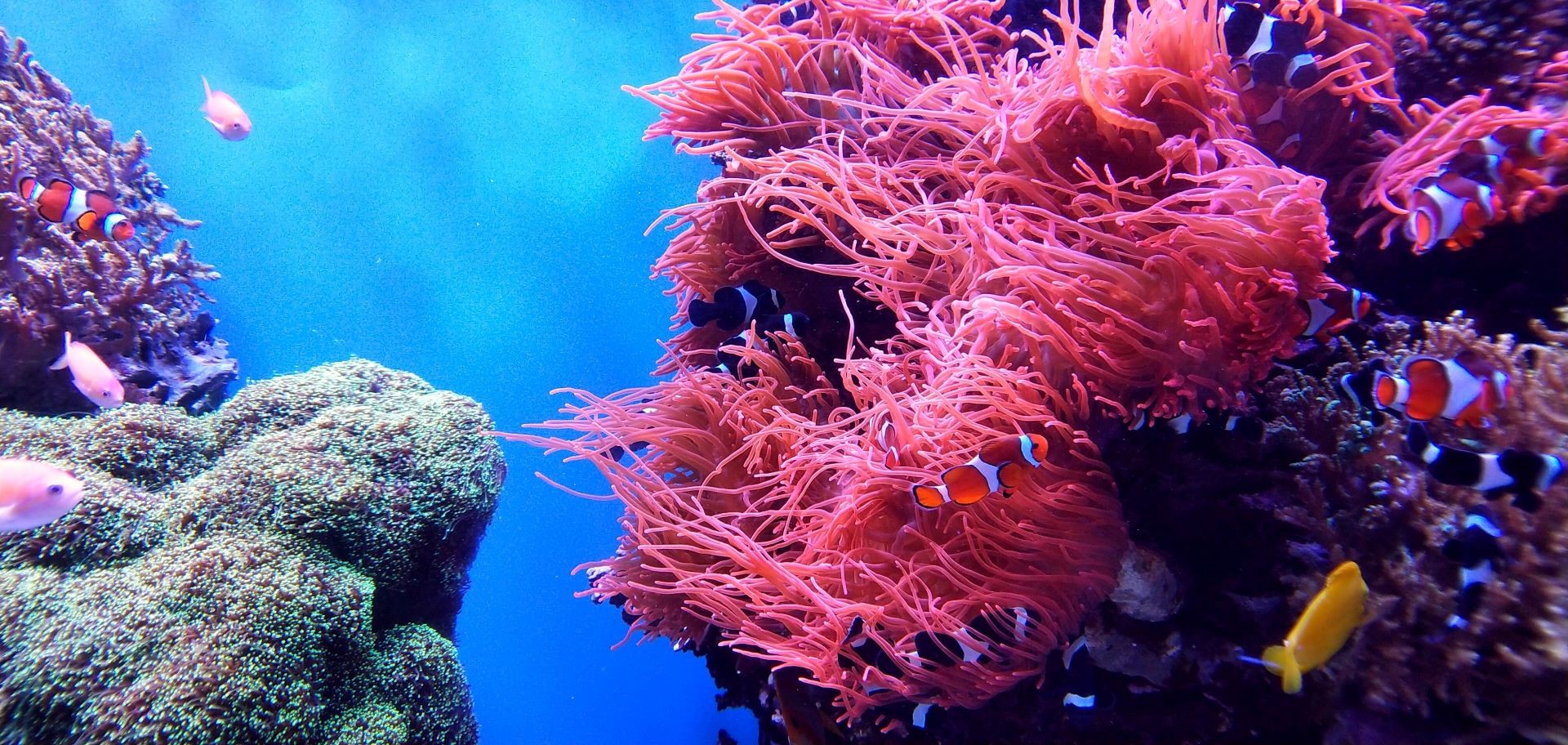 Avoid coral pesticide: Choose these eco-friendly options instead,easily.