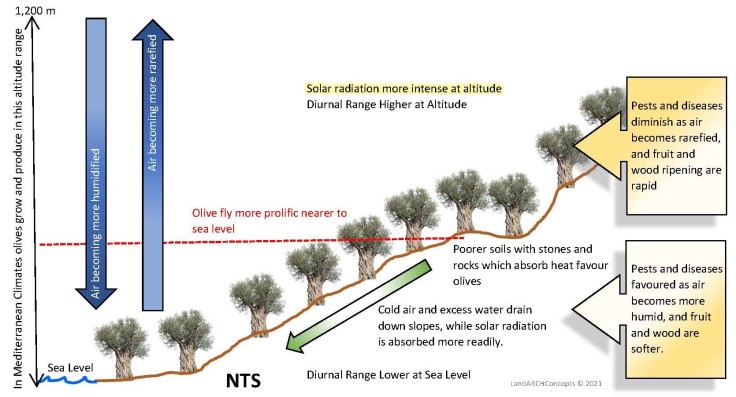 Optimal Temperature Range for Olive Trees: Grow Bigger and prevent chilling injury.