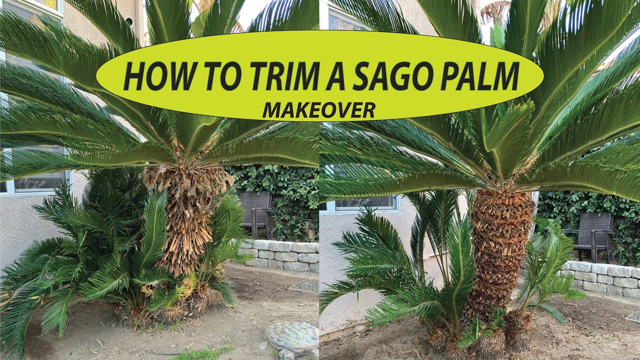 Pruning Sago Palms: Easy Guide & When to Trim Your Plant!