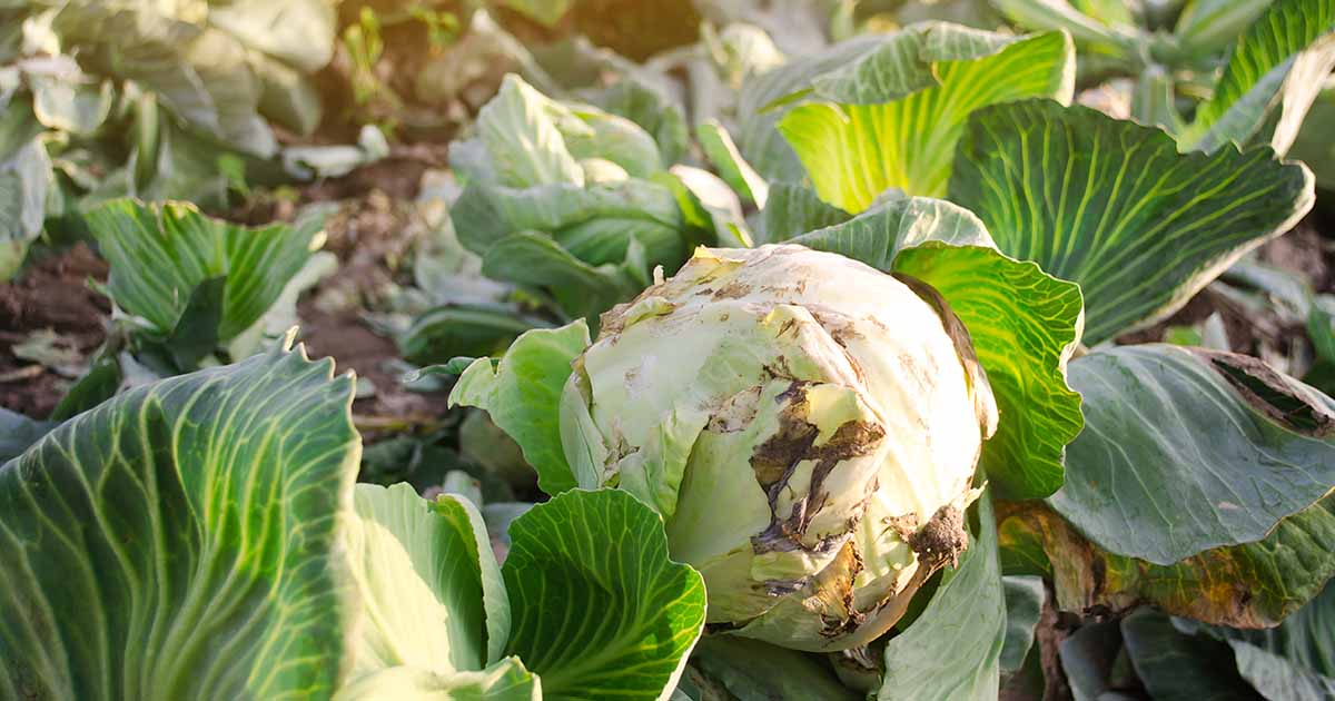 Cabbage Pests and Diseases Pictures: Protect Your Crop Now!