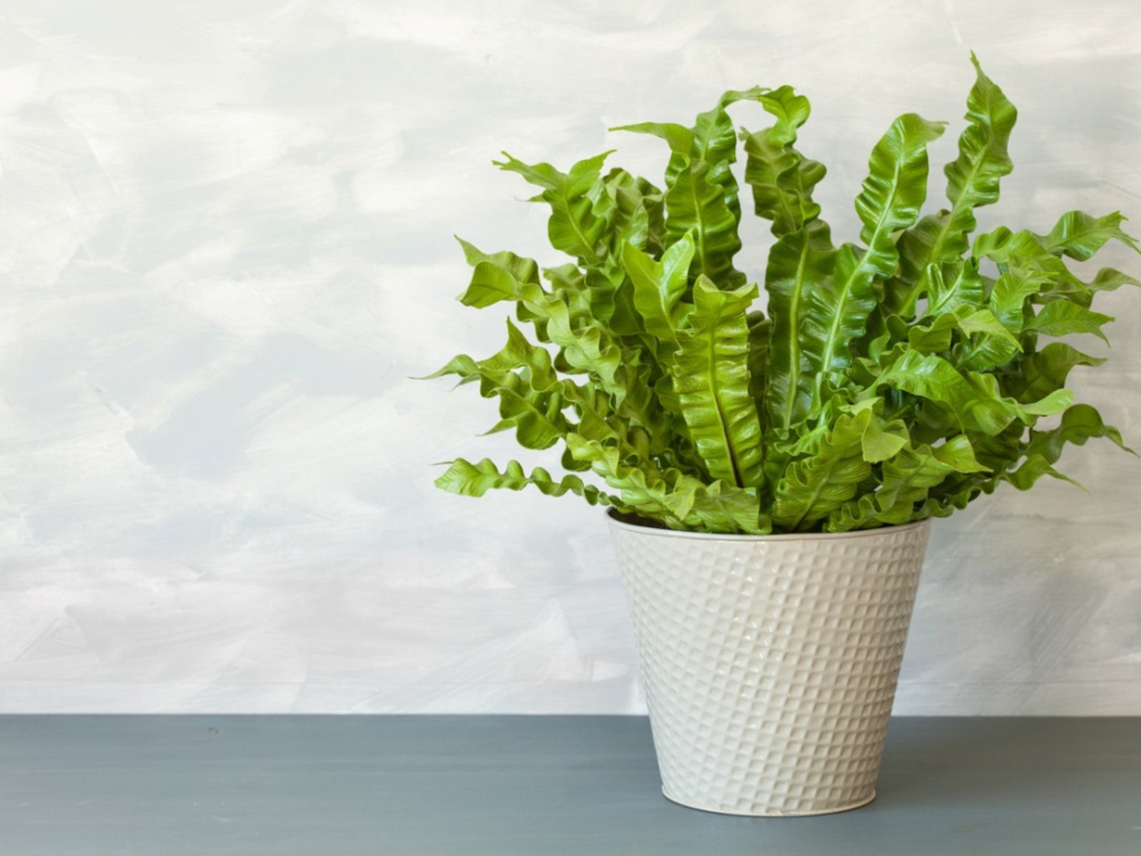 Birdsnest Fern Care: Easy Tips | Keep Your Plant Happy!