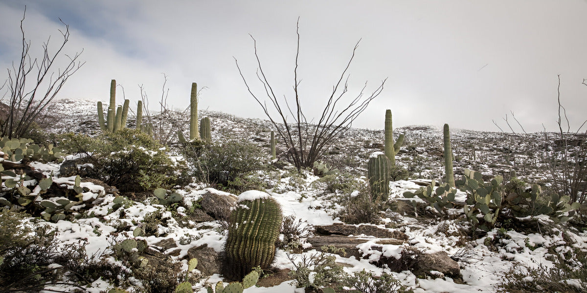 Whats the Cactus Lowest Temperature? Easy Growing Guide Here!