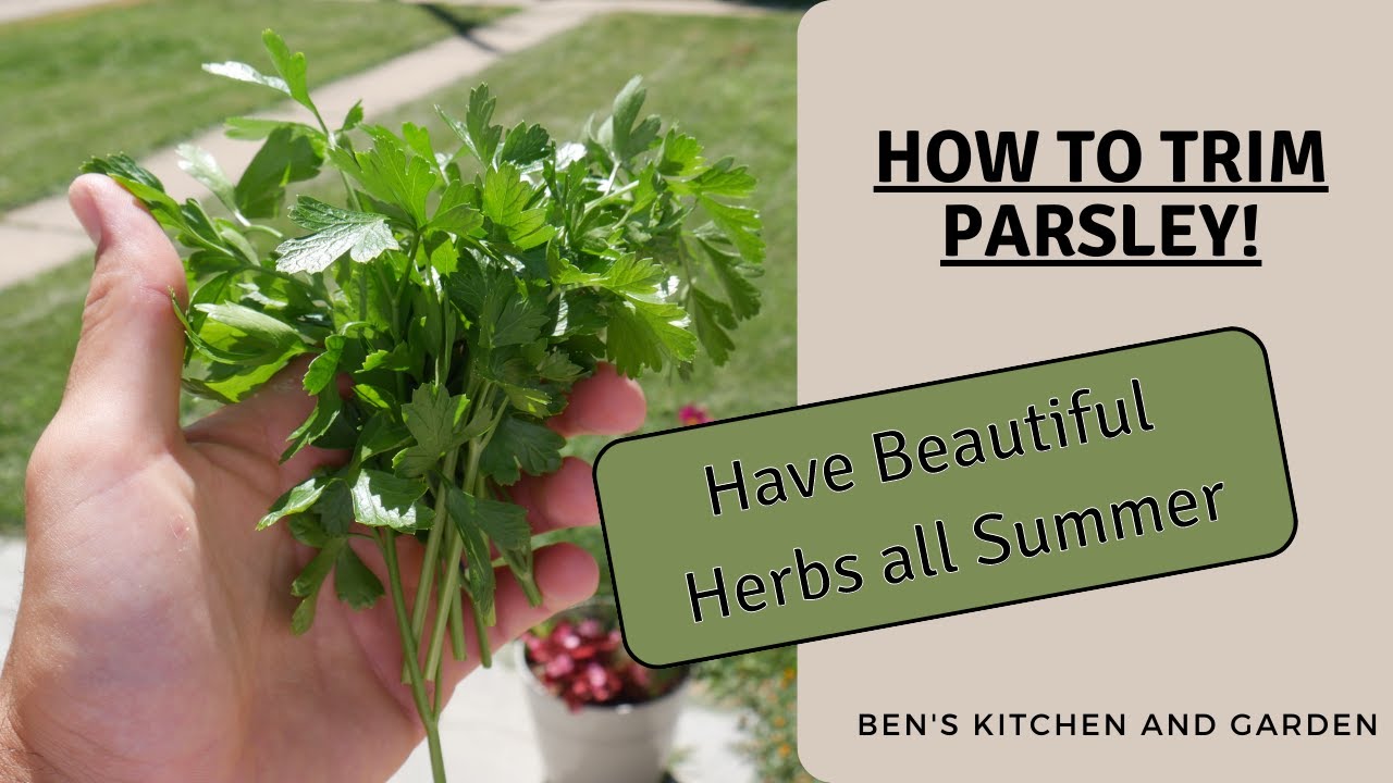 How to Prune Parsley Plants--Get More Leaves All Season!