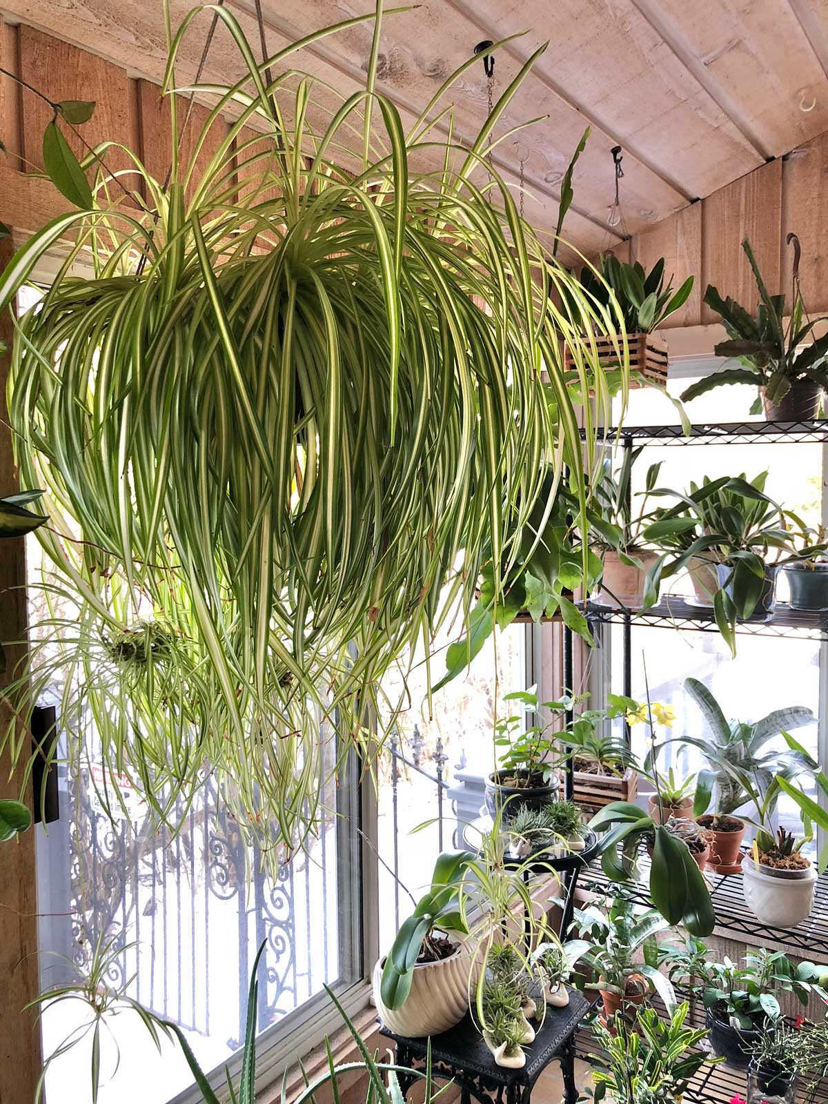 How Often to Water Spider Plants? Best Watering Practices Revealed!