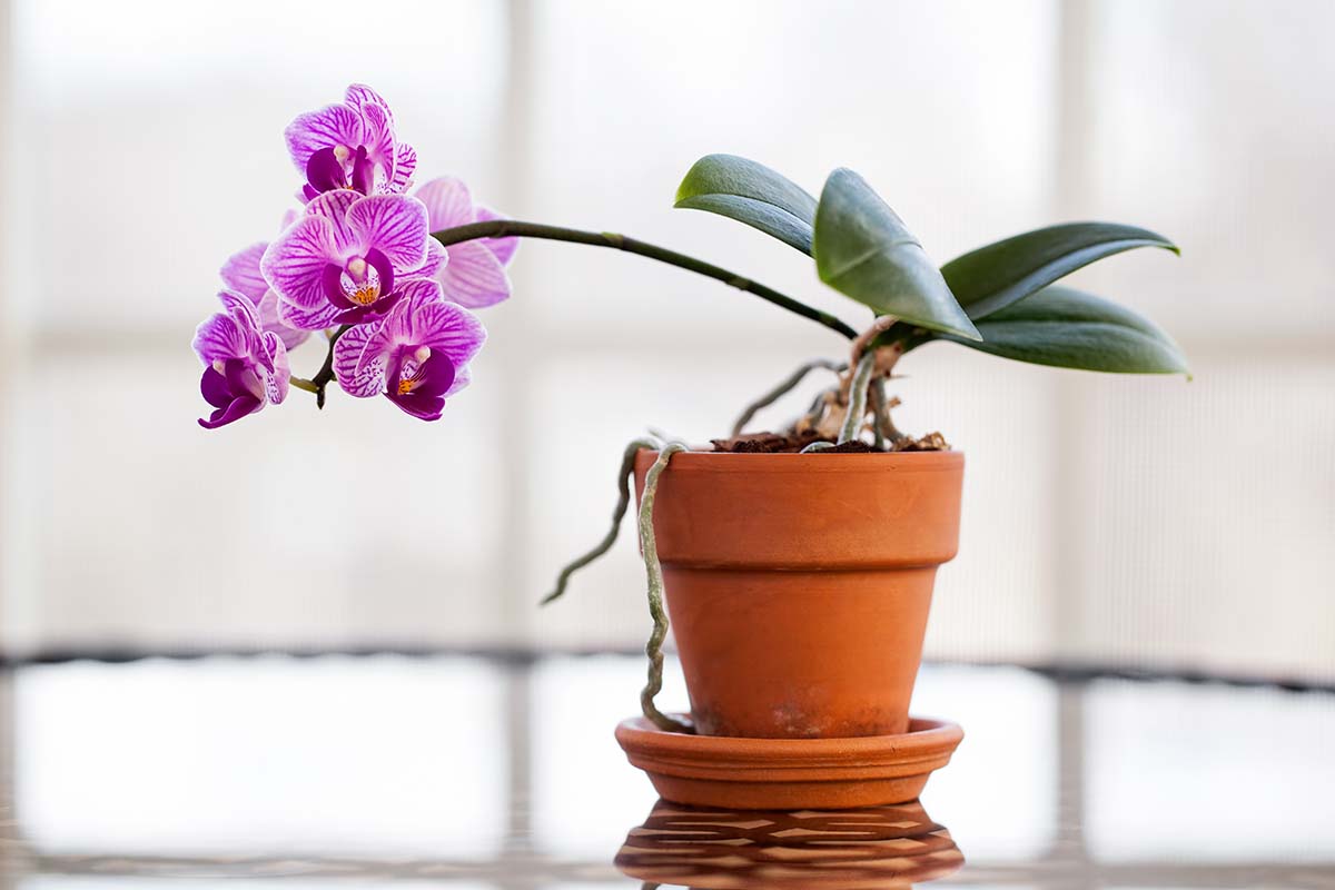 When is the right time to change phalaenopsis orchid soil? Repot like a pro using these simple tips.