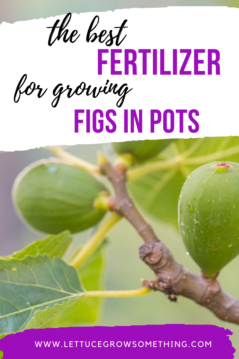 Best Fertilizer for Fig Trees in Pots? Get Fruity Results!