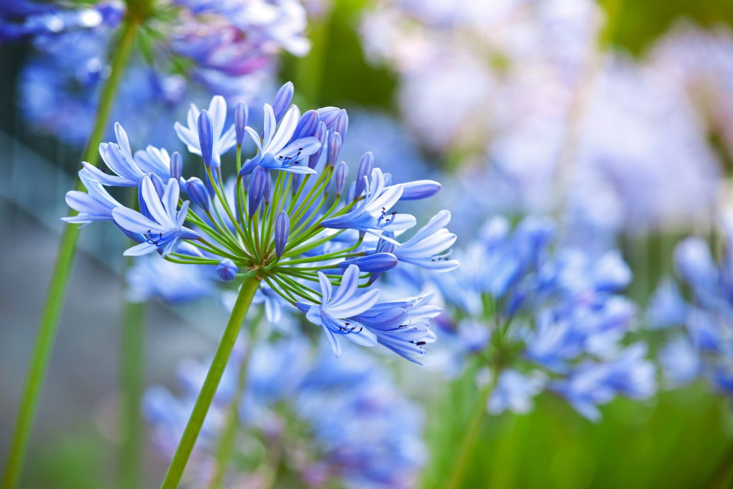 Charming Blue Flowers Annual Plant: Get to Know Before Growing!