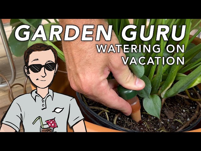 Going on Vacation? Watering Plants in Coco Coir Made Easy!