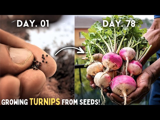 Turnip Fertilizer: Simple Tips (Best Ways to Feed Your Turnips)