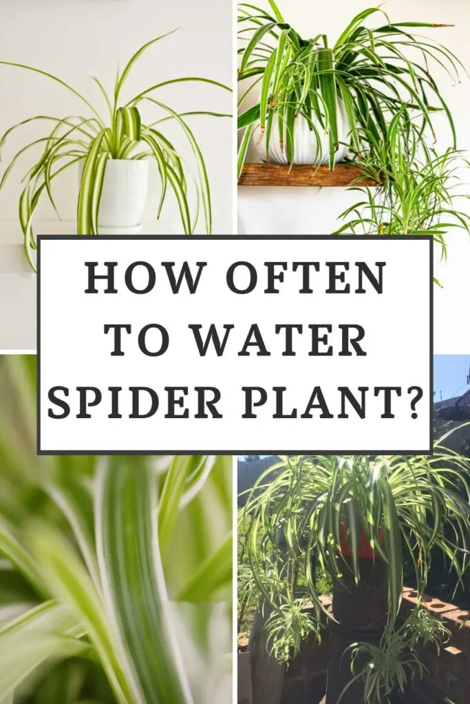How Often to Water Spider Plants? Best Watering Practices Revealed!