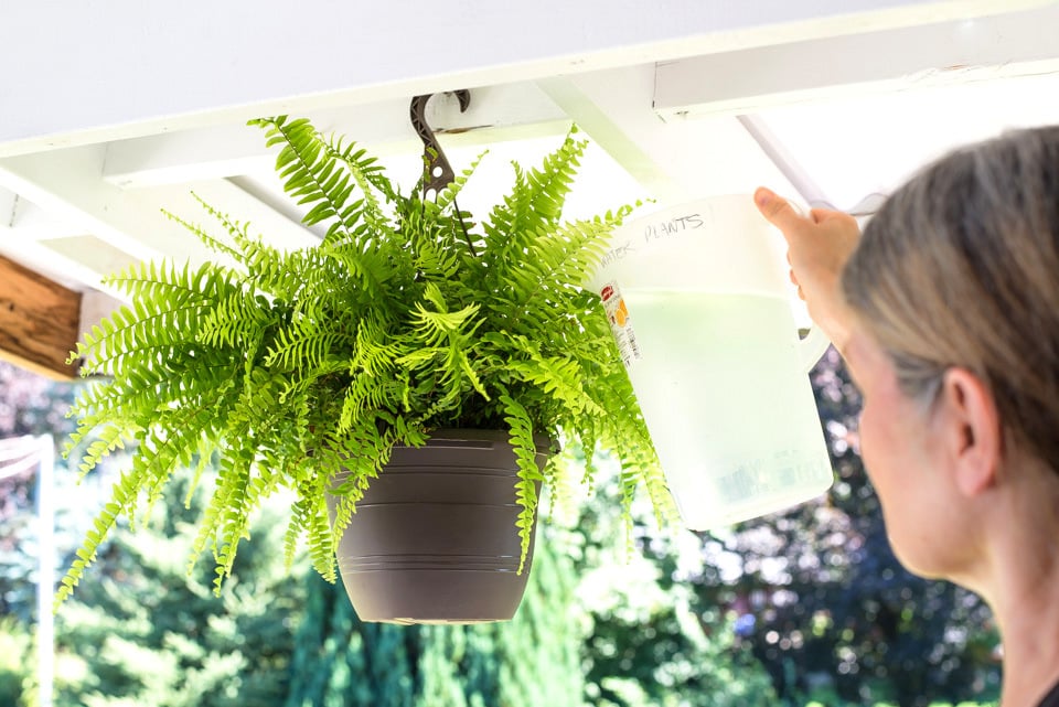 Mastering Hanging Fern Care: The Ultimate Beginners Guide.