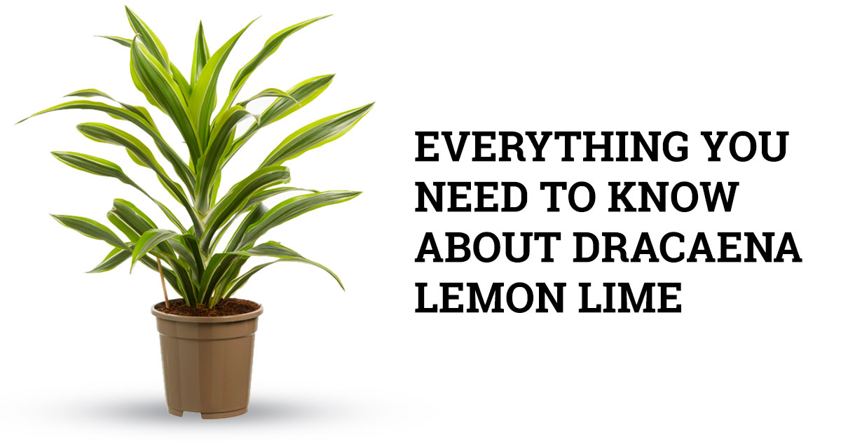 Drac Lemon Lime Plant Care Tips, Keep it vibrant and healthy!