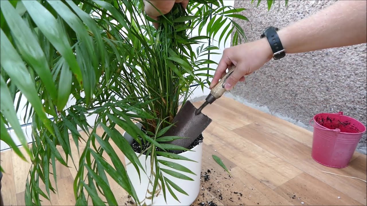 Repotting Parlor Palm: Easy Steps (When to Do It & How)