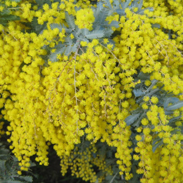 Can you grow wattle flowers easily at home? Simple tips for planting these lovely golden bushes yourself.