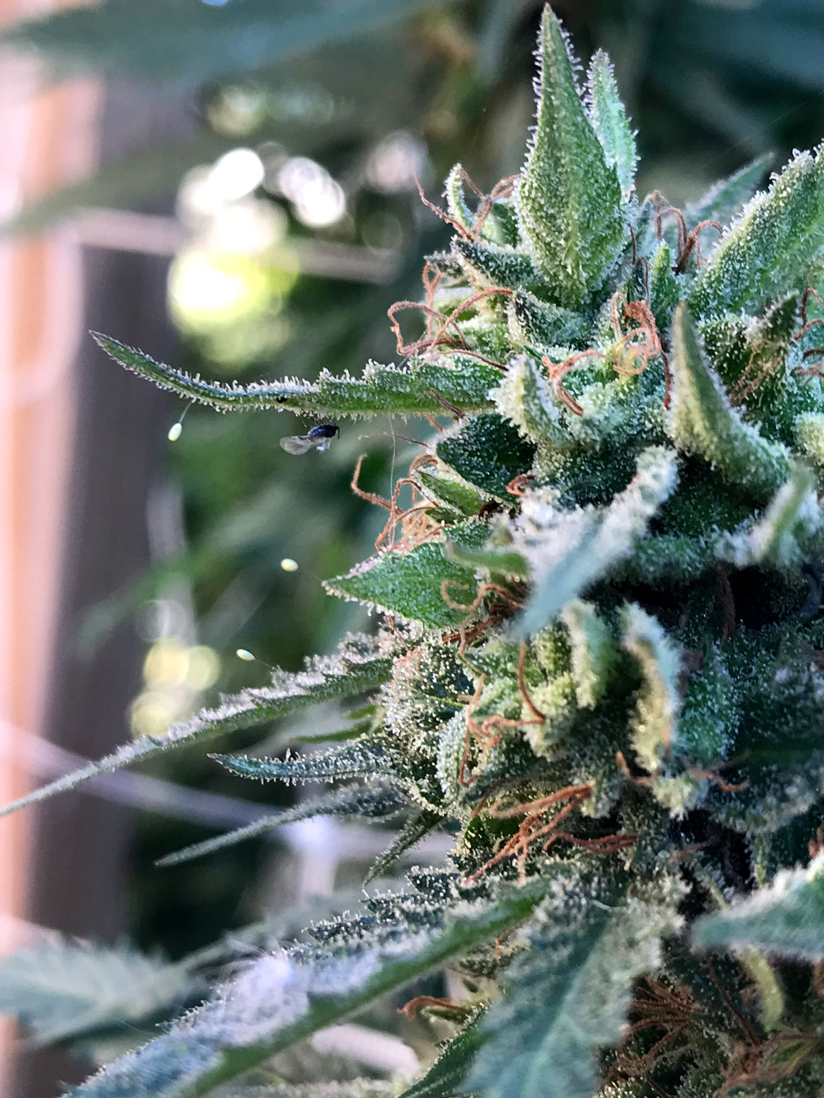 Finding the best cannabis pesticide: A quick how-to guide!