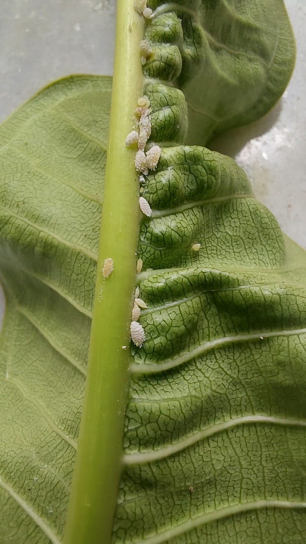 Plumeria Pests and Diseases: How to Protect Your Plants Effectively.