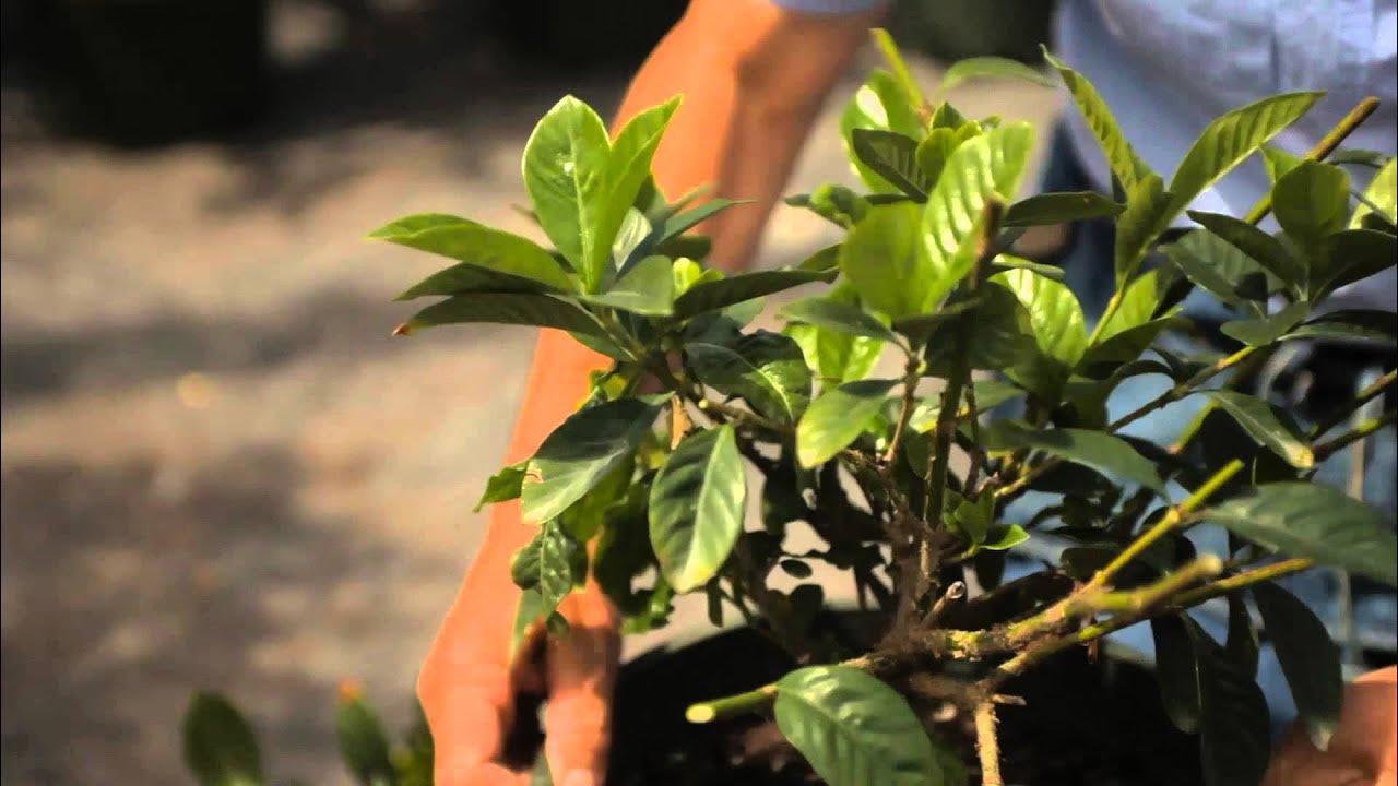 Pruning Gardenia Bush: Get More Blooms with These Tips!