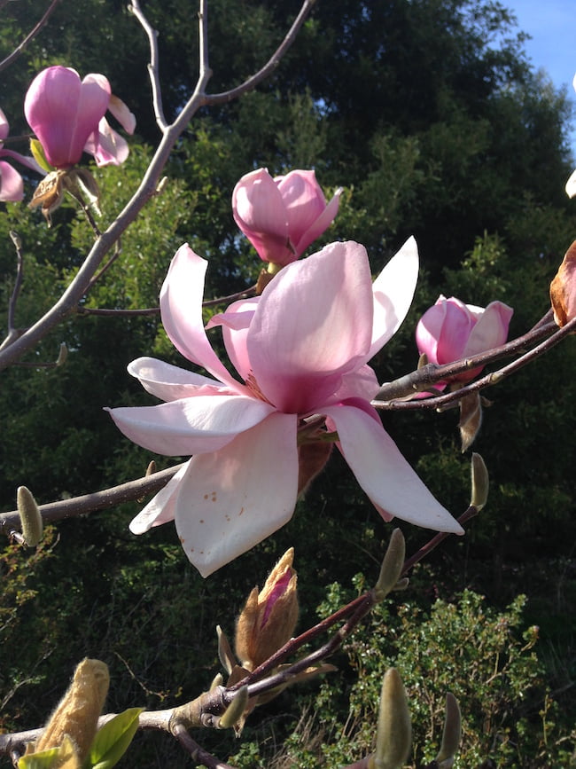 Pruning Your Jane Magnolia? Dont Make These Mistakes.