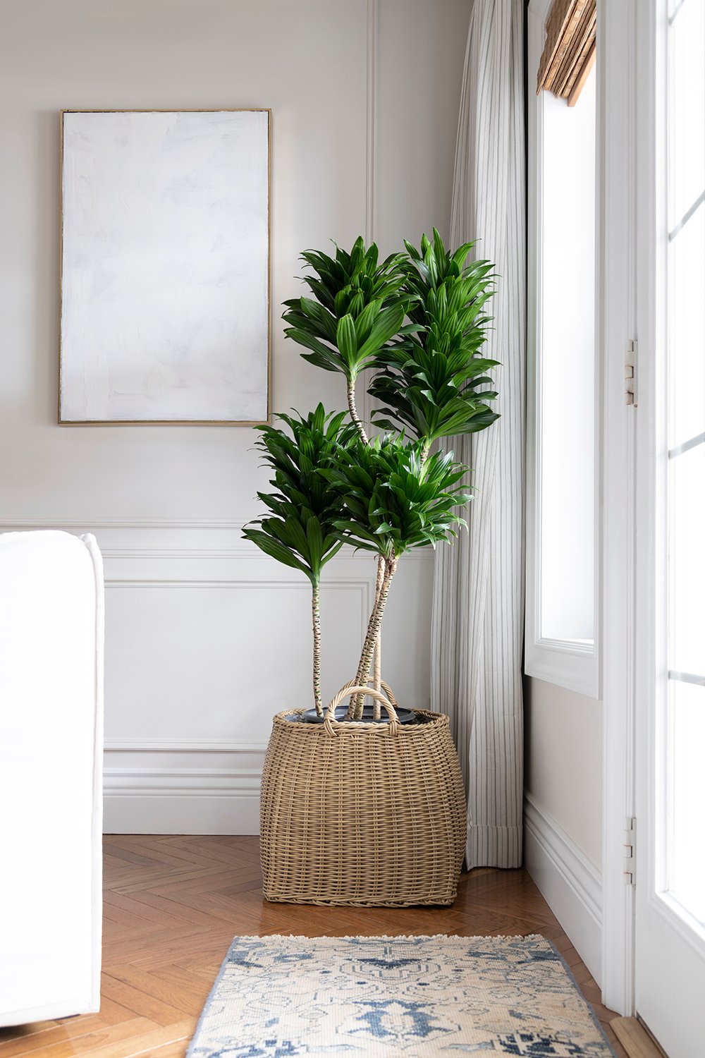 Low Light Indoor Tall Plants That Will Thrive Anyway!