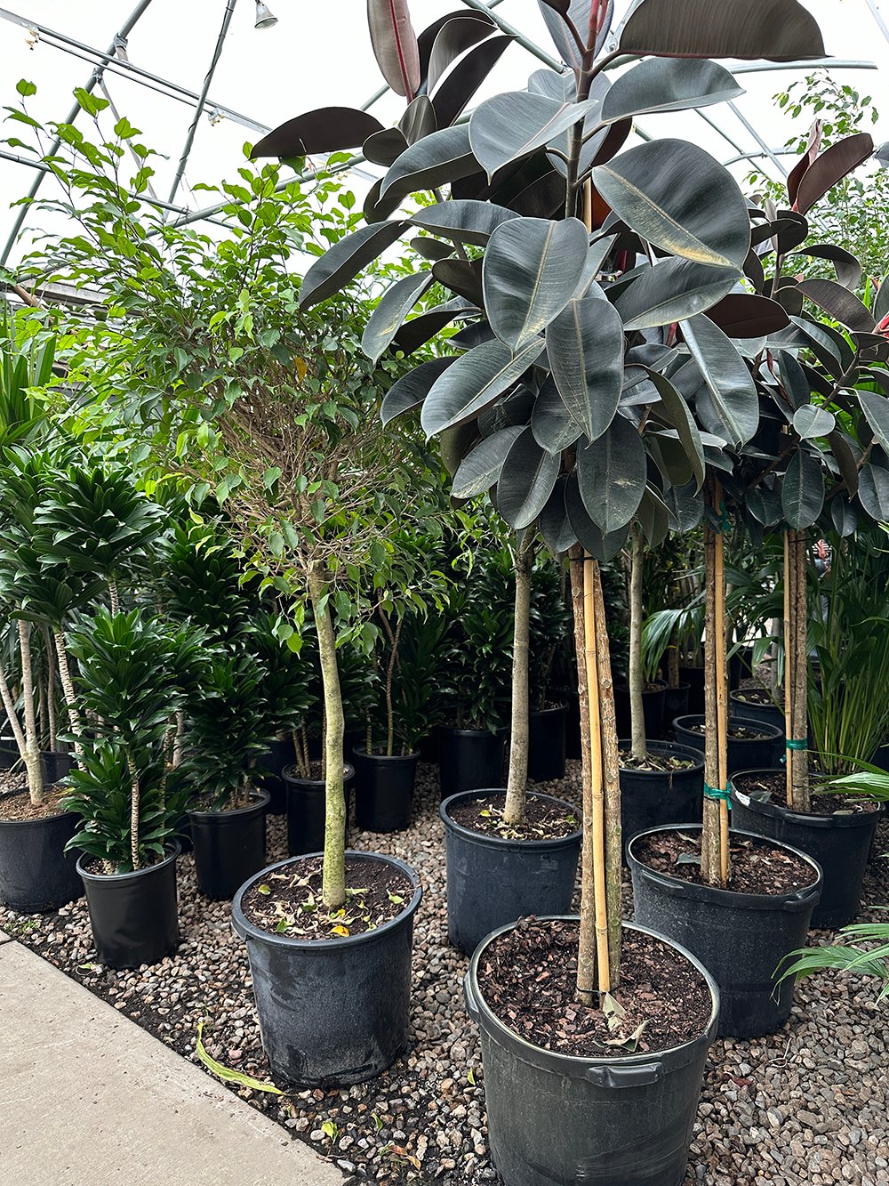 Low Light Indoor Tall Plants That Will Thrive Anyway!