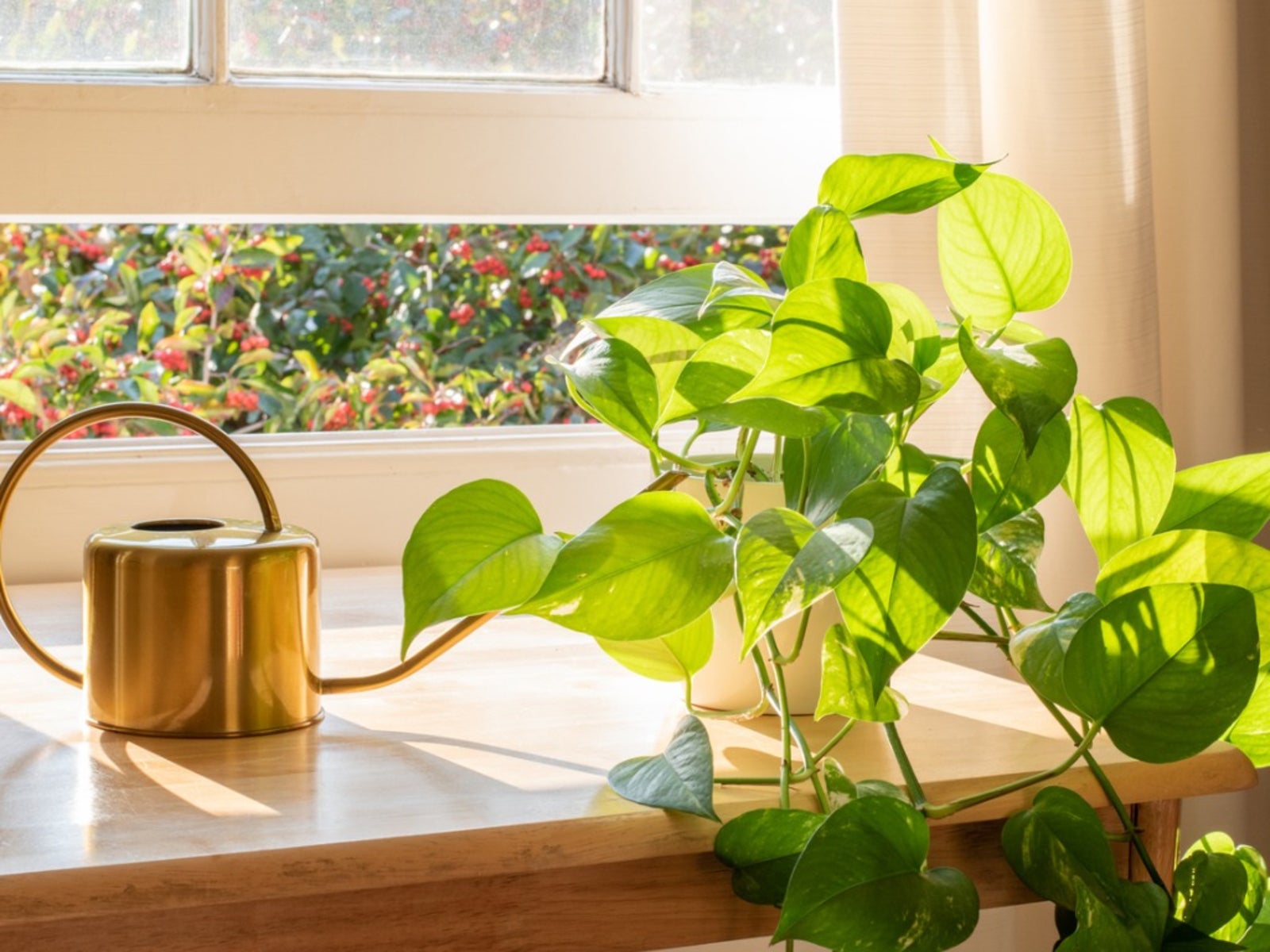 Pothos Lighting Guide: Best Light for Happy, Healthy Plants!