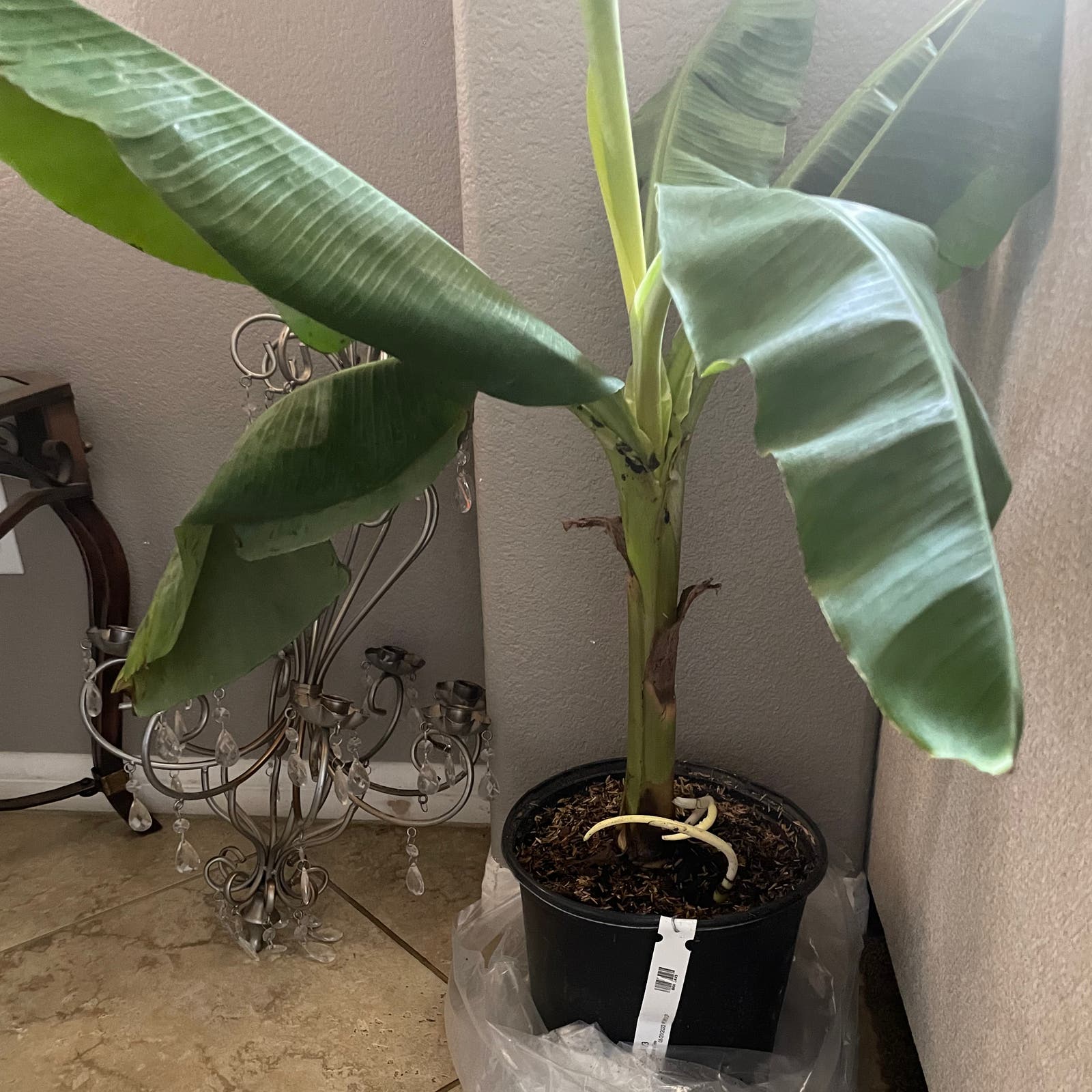 Banana Plant Soil Mix: Simple Tips for Best Results.