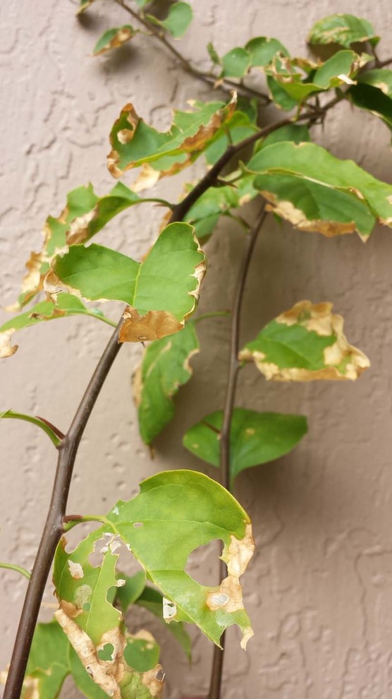 bougainvillea pests and diseases pictures: Identify Common Issues Fast