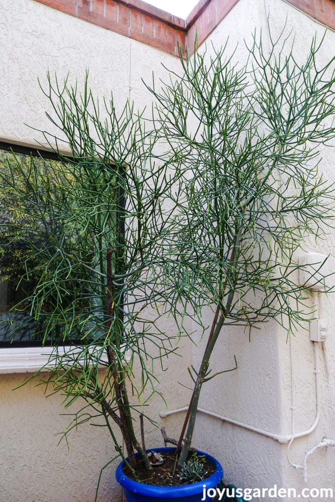 Pencil Cactus Pruning Tips (Get a Bushier Plant, Do This)