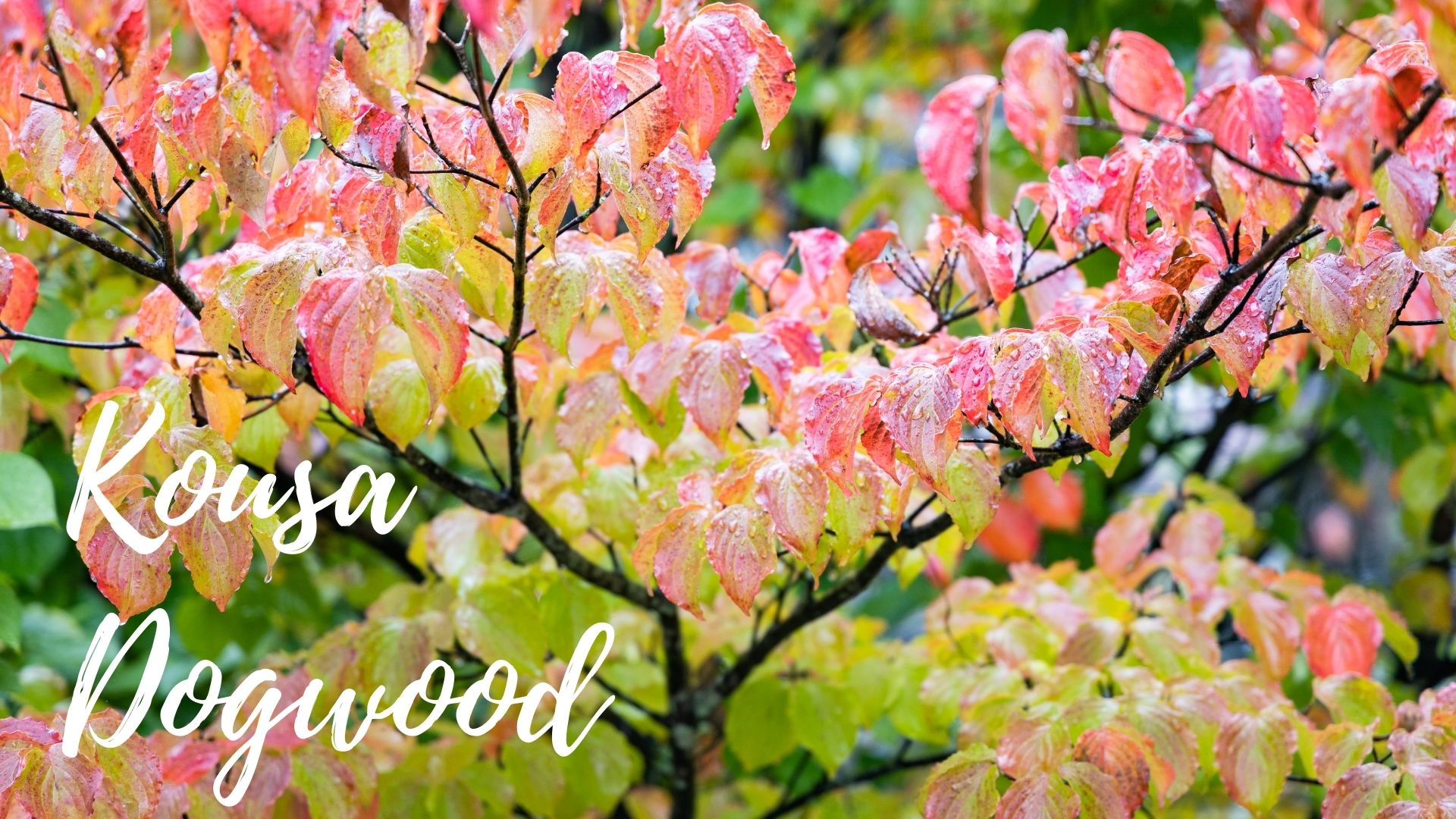 When to Prune Kousa Dogwood? (Best Time & Easy Pruning for Healthy Growth )