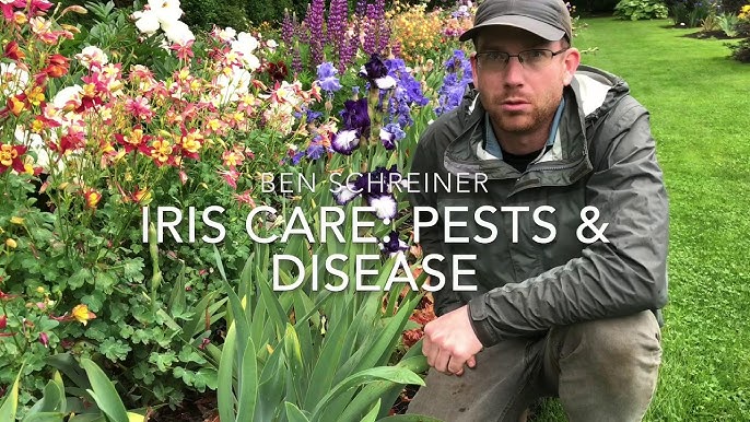 Protect Your Iris: A Simple Guide to Pests and Diseases