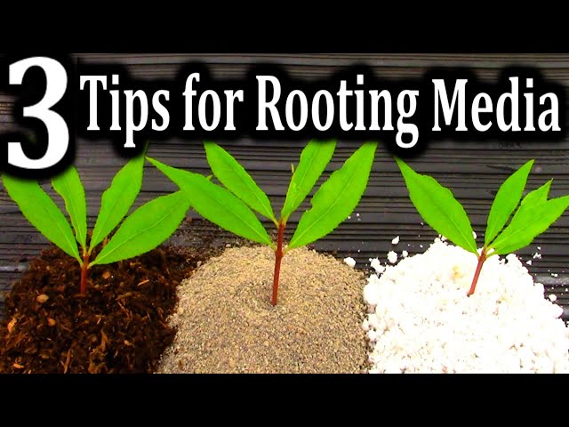 Which soil is the best soil for rooting cuttings successfully?