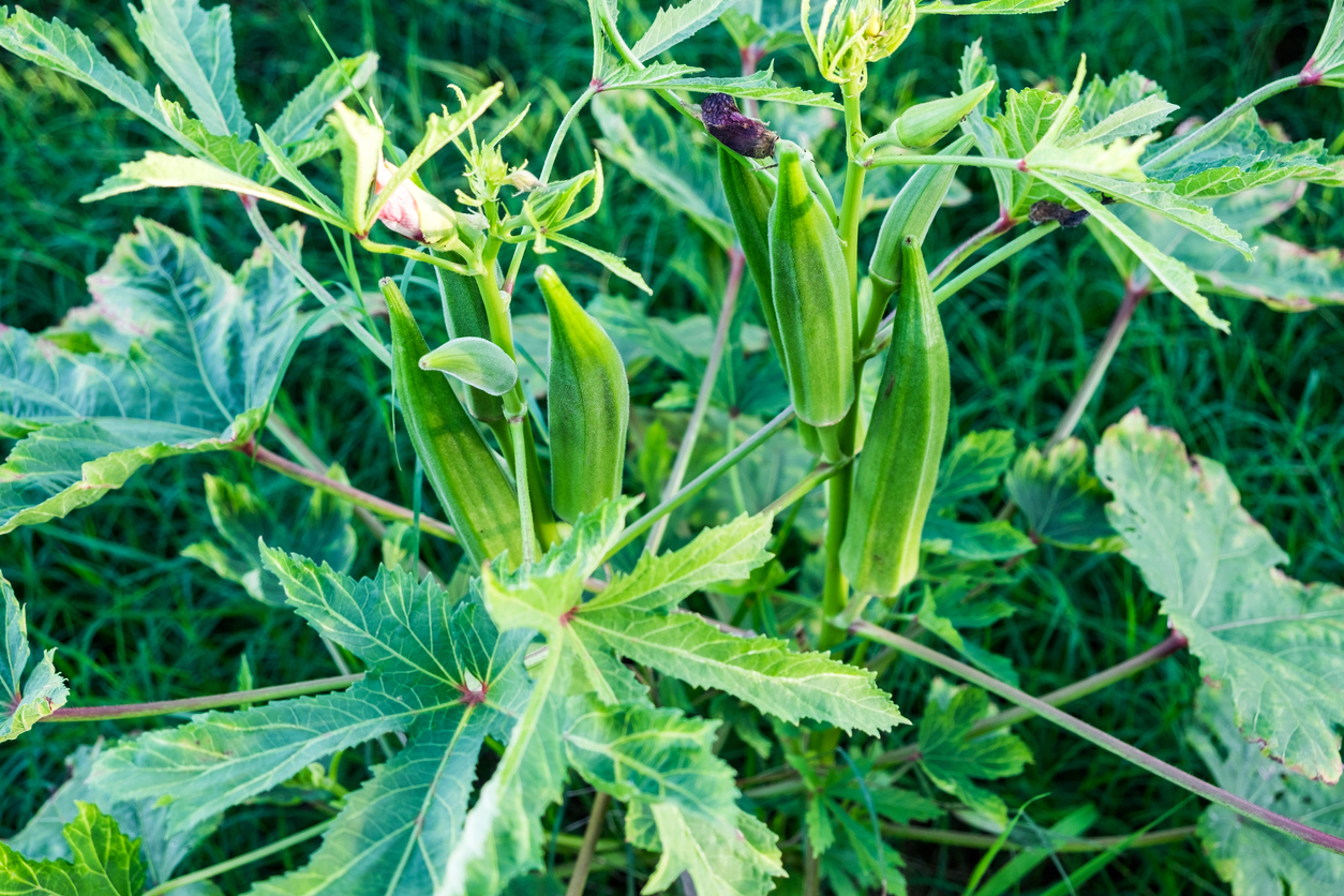 Okra Pests and Diseases: How to Protect Your Okra Plants easy tips.