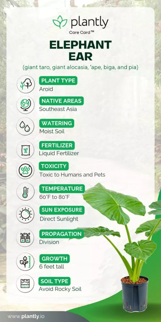Elephant Ear Plant Care: Minimum and Maximum Temperatures to Keep Your Plant Healthy!