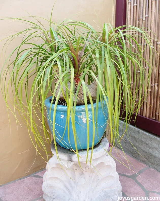 Give Your Ponytail Palm a New Home: The Ultimate Repotting Guide