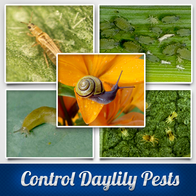 Daylily Diseases and Pests Photos: Easy ID Guide!
