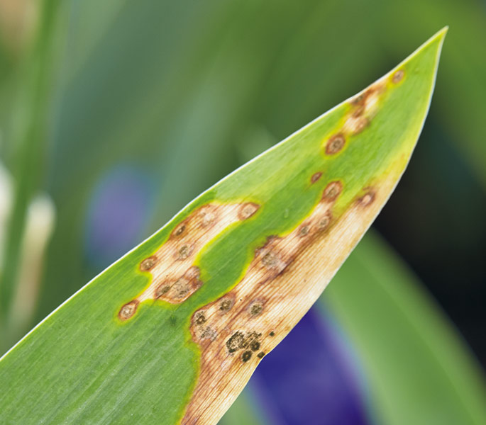 Protect Your Iris: A Simple Guide to Pests and Diseases