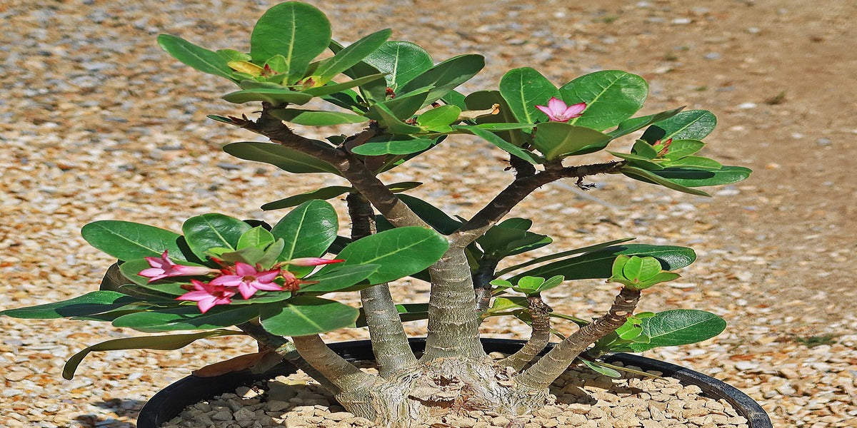 Desert Rose Temperature: Easy Tips for Blooming Success!
